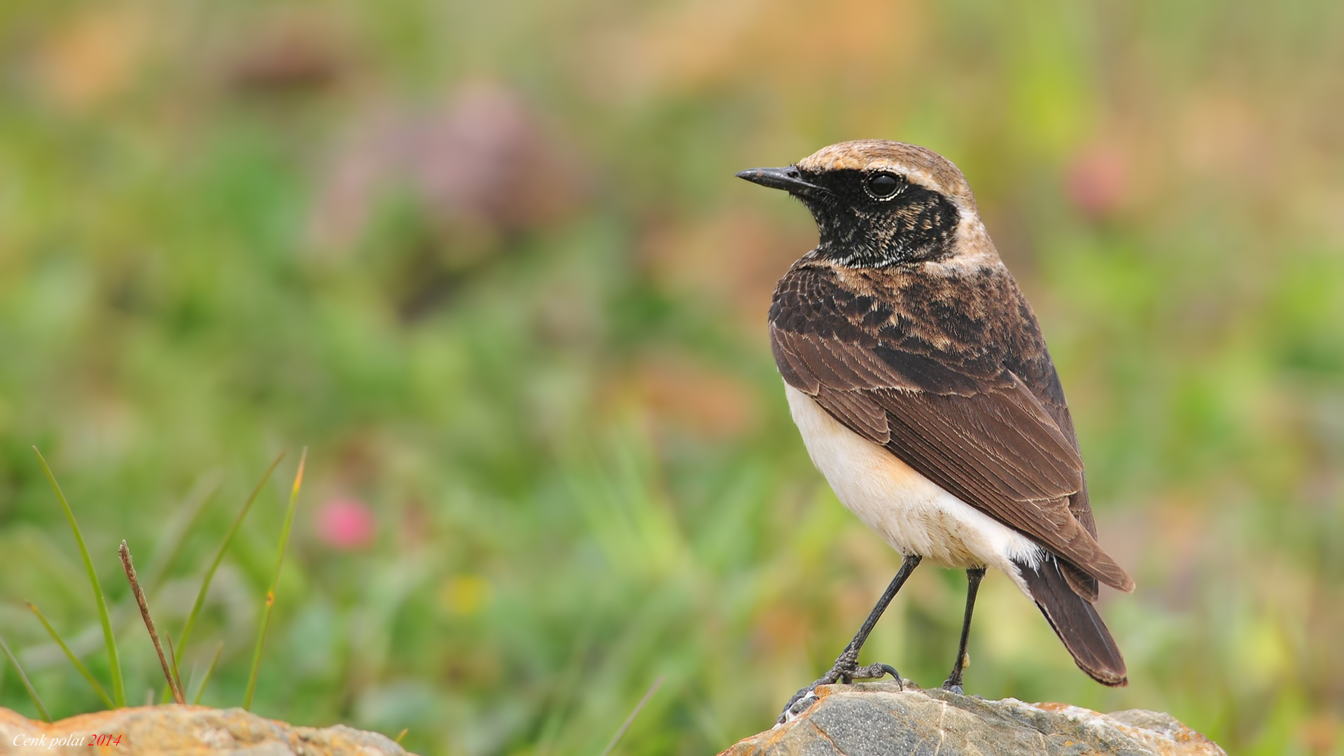 Pied Wheatear